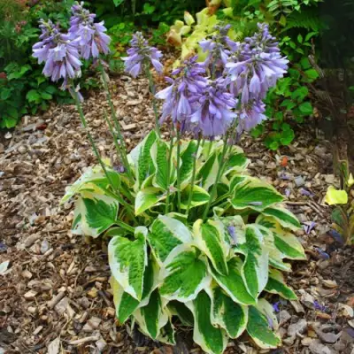 Хоста АУРЕОМАРГИНАТА в Гомеле