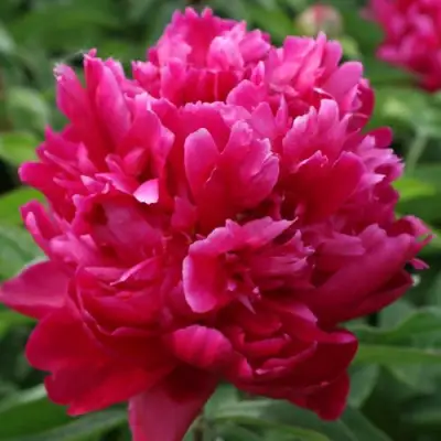 Пион ПЕСНЬ ВЕТРА травянистый в Гомеле