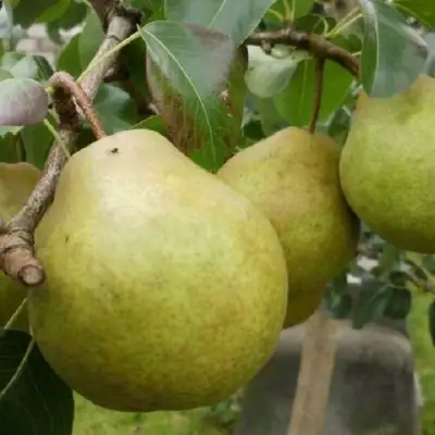 Груша ПЛАТОНОВСКАЯ в Гомеле