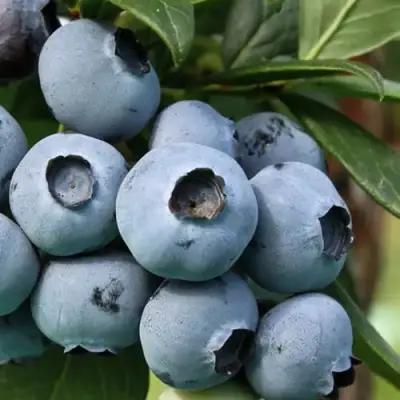 Голубика НЕЛЬСОН в Гомеле