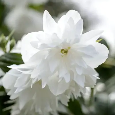 Жасмин МИНЕСОТА СНОУФЛЕЙК в Гомеле