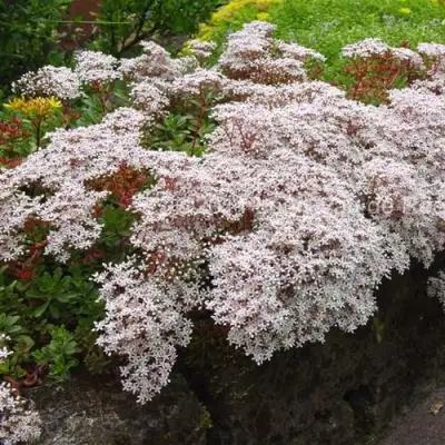 Очиток (седум) МУРАЛЕ белый в Гомеле