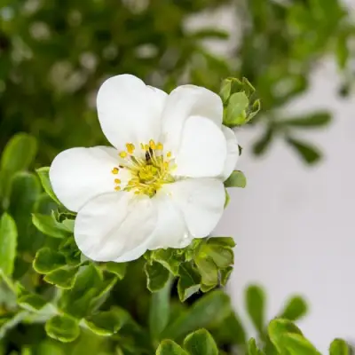 Лапчатка СНОУБЕРД кустарниковая в Гомеле