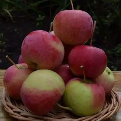 Яблоня РОДНИКОВАЯ в Гомеле