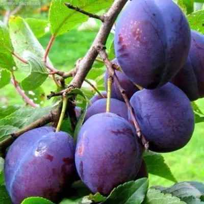 Слива ВЕНГЕРКА БЕЛОРУССКАЯ в Гомеле