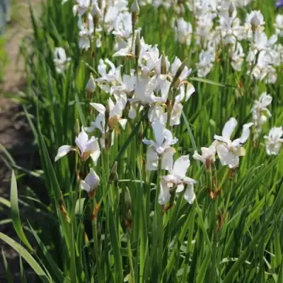 Ирис АЛЬБА сибирский в Гомеле