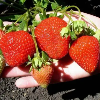 Клубника САН АНДРЕАС ремонтантная в Гомеле