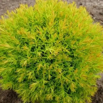 Туя АННИЕК западная в Гомеле