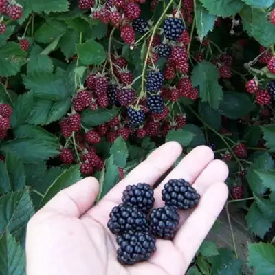 Ежевика ОРКАН бесшипная  в Гомеле