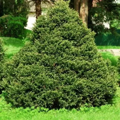 Ель ОЛЕНДОРФИ обыкновенная в Гомеле