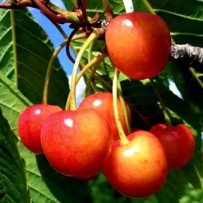 Черешня ФАТЕЖ в Гомеле