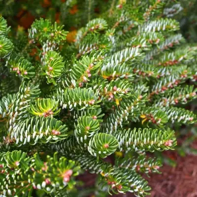 Пихта белая в Гомеле