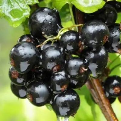 Смородина черная БЫЛИННАЯ (ВЕРНОСТЬ) в Гомеле