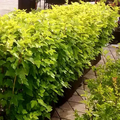 Комплект АНГЕЛ ГОЛД в Гомеле