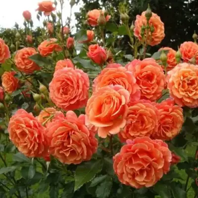 Роза БЕЛЬВЕДЕР шраб в Гомеле