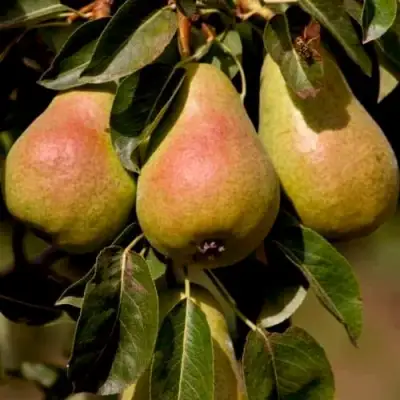 Груша РУССКАЯ КРАСАВИЦА (КРАСАВИЦА ЧЕРНЕНКО) в Гомеле