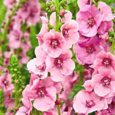 Коровяк ПИНК ДОМИНО гибридный (вербаскум) в Гомеле