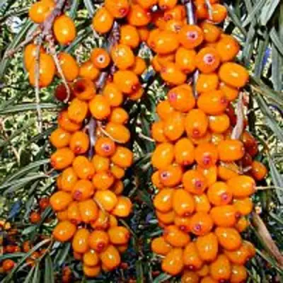 Облепиха СУДАРУШКА в Гомеле