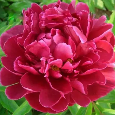 Пион КИТАЙСКИЙ ШЕЛК травянистый в Гомеле