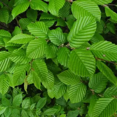 Граб  в Гомеле