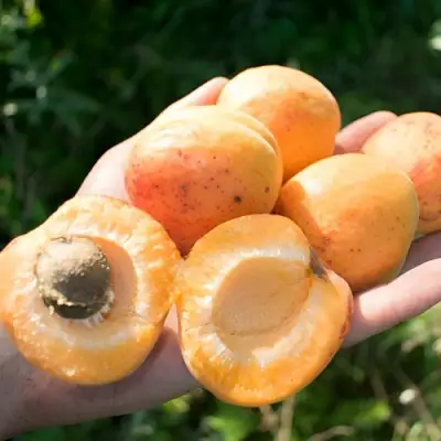 Абрикос ХАРГРАНД в Гомеле