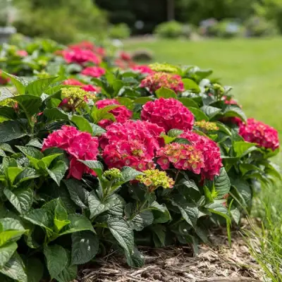 Гортензия ЭНДЛЕСС САММЕР ЛАВ крупнолистная в Гомеле