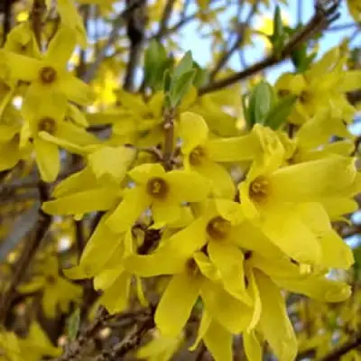 Форзиция ФОРЧУНА в Гомеле