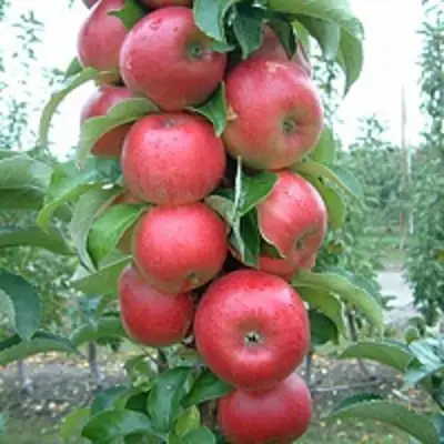 Яблоня АНТЕЙ КИЕВСКИЙ колонновидная в Гомеле