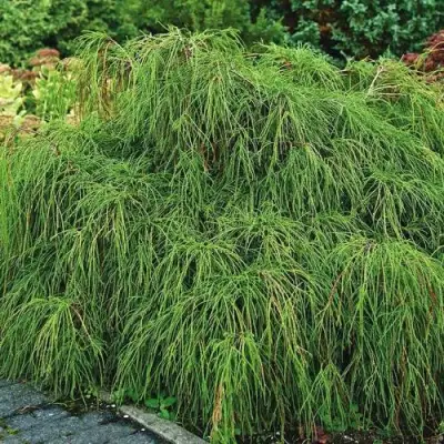 Кипарисовик ФИЛИФЕРА НАНА горохоплодный  в Гомеле