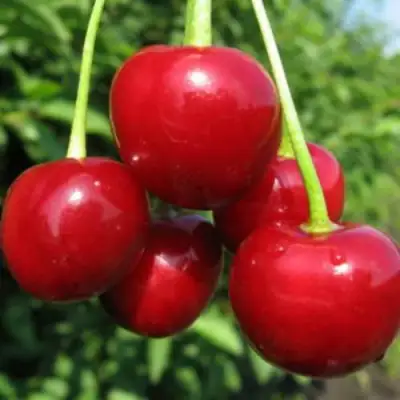 Дюк ПРЕВОСХОДНАЯ ВЕНЬЯМИНОВА в Гомеле