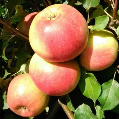 Яблоня ЭМБАССИ в Гомеле