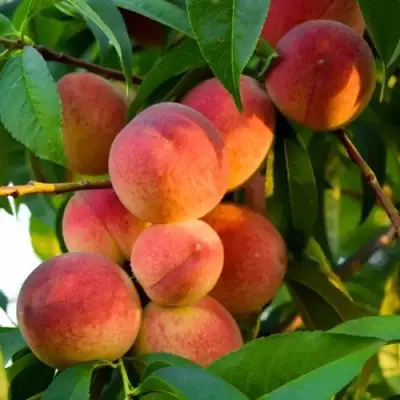 Персик ЗОЛОТОЙ ЮБИЛЕЙ в Гомеле