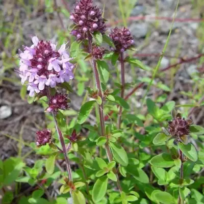 Тимьян яйцевидный в Гомеле