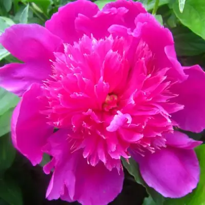 Пион РОЗОВЫЙ БУДДА травянистый в Гомеле