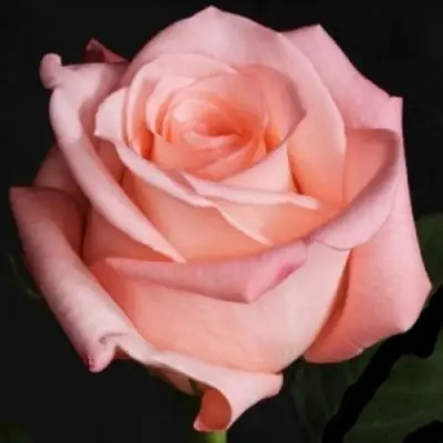 Роза АНГАЖЕМЕНТ чайно-гибридная в Гомеле