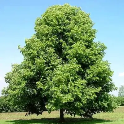 Липа мелколистная в Гомеле