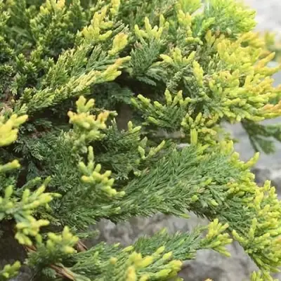 Можжевельник ГОЛДЕН КАРПЕТ горизонтальный  в Гомеле