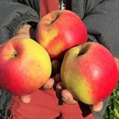 Яблоня СОКОЛОВСКОЕ стелющаяся в Гомеле