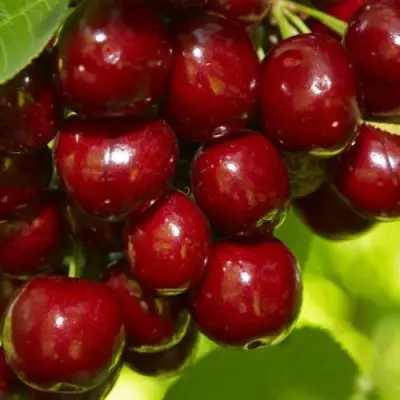 Черешня ВАЛЕРИЙ ЧКАЛОВ в Гомеле