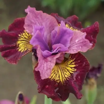 Ирис МИСС ЭППЛ сибирский в Гомеле