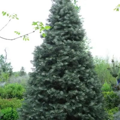 Пихта белая в Гомеле