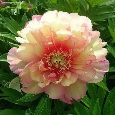 Пион ДЖУЛИЯ РОУЗ ито-гибрид в Гомеле