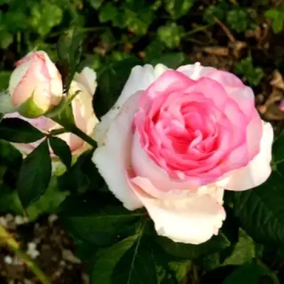 Роза ДОЛЬЧЕ ВИТА чайно-гибридная в Гомеле