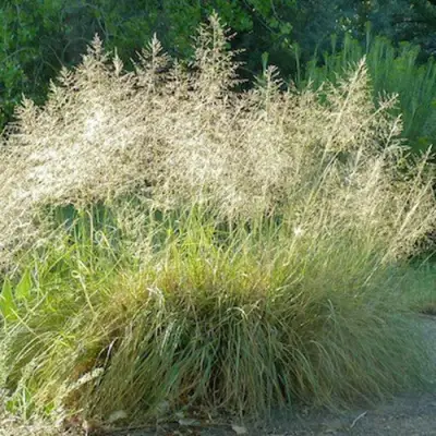 Каплесеменник воздушный в Гомеле