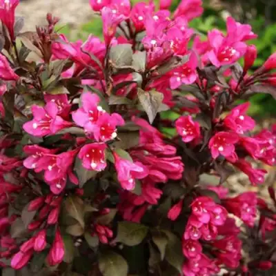 Вейгела БЛЭК РУБИ в Гомеле