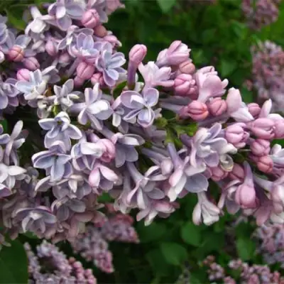 Сирень КОНДОРСЕ в Гомеле