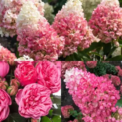 Комплект МАЛИНОВЫЙ ДЕСЕРТ в Гомеле