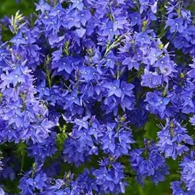 Вероника РОЯЛ БЛЮ большая в Гомеле