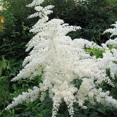 Астильба БРАУТШЛЕЙЕР Арендса в Гомеле