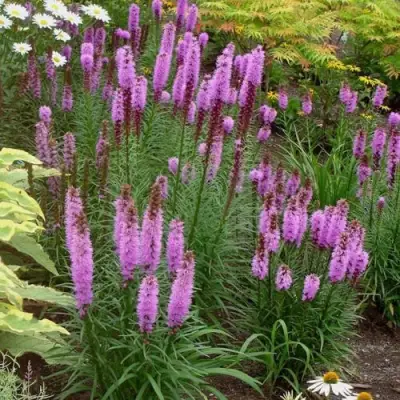 Лиатрис РОЗЕА колосковая в Гомеле